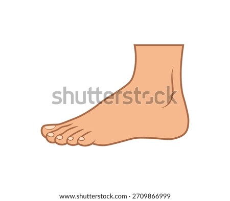 Foot anatomy human limb vector cartoon medical reference. Barefoot educational diagram foot element design.