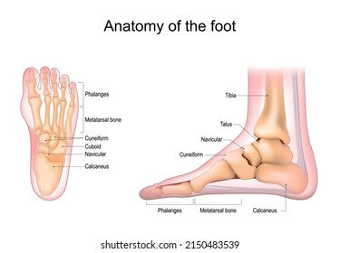 Foot anatomy. Human foot with the name and description of all bones and sites. top view and side view. Arches of the feet. skeleton anatomy. Vector illustration