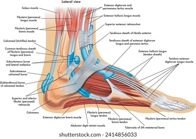 Fußanatomie-Illustration, mit Anmerkungen.