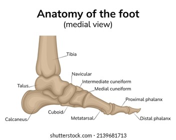 Foot anatomy illustration. Shown is a medial view of the bones of the foot