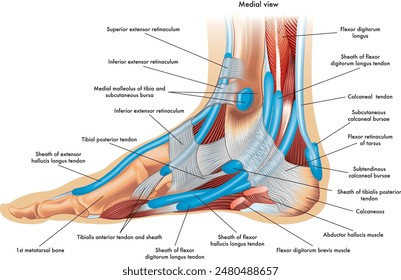 Foot anatomy illustration, whit annotations.