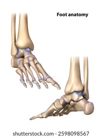 Foot anatomy. Isolated vector illustration