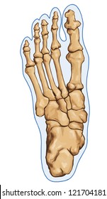 Foot. Anatomy of leg and foot human muscular and bones system