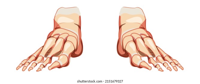 Foot and ankle Bones Human Skeleton front Anterior ventral view. Set Anatomically correct joints, toe phalanges, cuboid, metatarsal, navicular, cuneiform 3D realistic flat concept Vector illustration