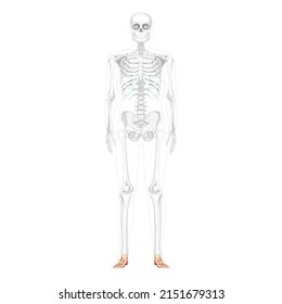 Foot and ankle Bones Skeleton Human front Anterior ventral view with partly transparent bones position. Set of realistic flat natural color concept Vector illustration of anatomy isolated on white