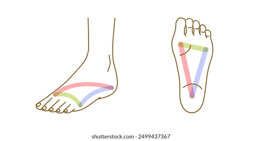 Arco del pie: conjunto de ilustración del empeine y la planta del pie (arco normal y colapsado)