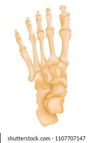 Foot Bone Anatomy