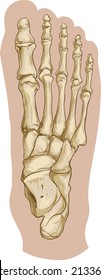 foot bone anatomy