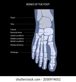 Concepto de anatomía de hueso de pie. Descripciones de los huesos y articulaciones de los pies humanos. Talus, ligamentos, calcaneo, anatomía navicular. Afiche anatómico médico esquelético. Ilustración vectorial aislada de rayos X de ángulo