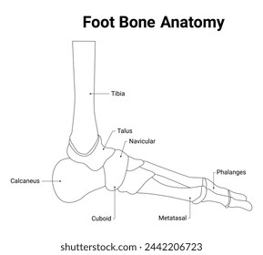 Foot Bone Anatomy Science Design Vector Illustrationsdiagramm