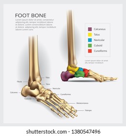 Foot Bone Anatomy Vector Illustration