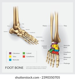 Foot Bone Anatomy Vector Illustration