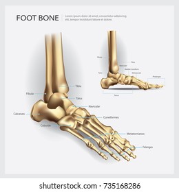Foot Bone Anatomy Vector Illustration