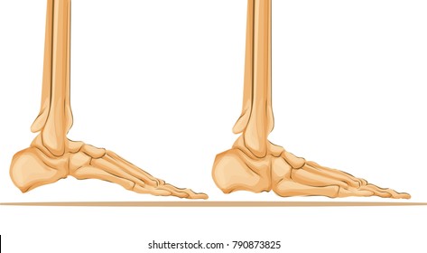 Foot Bone Anatomy Vector Illustration Medical art