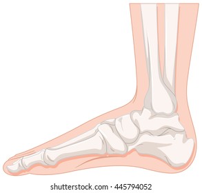Foot bone of human illustration
