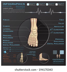 Foot Bone Infographic Infocharts Health And Medical Science Background