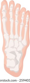 foot bone plantar view vector