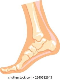 Foot bone structure. Human leg anatomy illustration isolated on white background