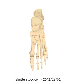 Foot Bone top Vector flat design graphic 2d HD