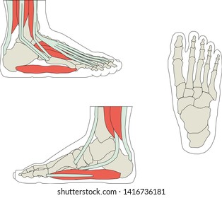 Foot Bone Vector Illustration eps 10