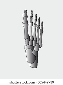 foot bones