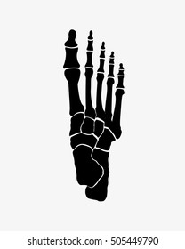 foot bones