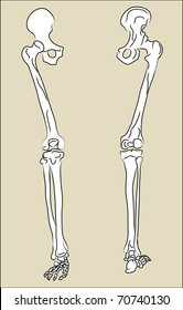 Foot Bones