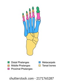 Foot bones anatomy with descriptions. Educational diagram of internal organ. Distal, proximal and middle phalanges, metacarpals, tarsal bones parts.