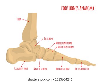 Foot bones anatomy. Human skeleton. Horizontal medical poster. Medical education. Editable vector illustration isolated on light background. Graphic design for any purposes