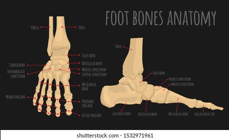 Foot bones anatomy. Human skeleton. Horizontal medical poster. Medical education. Editable vector illustration isolated on darkt background. Graphic design for any purposes