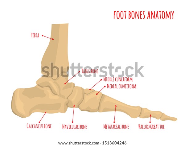 Foot Bones Anatomy Human Skeleton Horizontal Stock Vector (Royalty Free ...