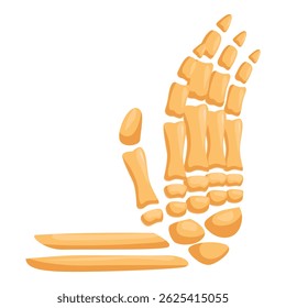 Foot bones anatomy showing tarsals, metatarsals, phalanges and calcaneus, forming the structure of the foot