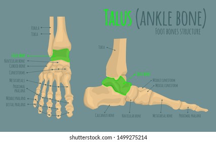 Foot bones anatomy. Structure and names. Talus bone location. Medical scheme. Vector illustration in realistic style isolated on green background. Educational poster. Medicine science concept