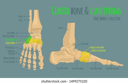 Foot bones anatomy. Structure and names. Cuboid bone and cuneifroms location. Medical scheme. Vector illustration in realistic style isolated on green background. Educational poster. Medicine concept