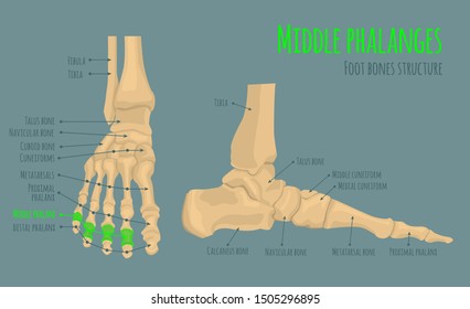Foot bones anatomy. Structure and names. Middle phalanges location. Medical scheme. Vector illustration in realistic style isolated on green background. Educational poster. Medicine science concept