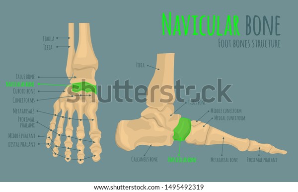 Foot Bones Anatomy Structure Names Navicular Stock Vector (Royalty Free ...
