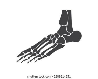 foot bones  black and white human skeleton bone foot
