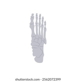 Foot Bones, Human Body Part Illustration