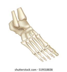 Foot bones isolated on white vector illustration