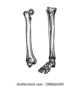 Foot. Foot bones top and side engraving, vintage style vector illustrations set. Part of human hand drawn skeleton.