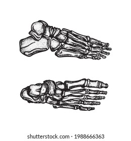 Pie. Espoletas de huesos de pies de arriba y de lado, ilustraciones vectoriales de estilo vintage. Parte del esqueleto dibujado a mano humana.