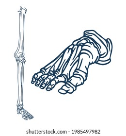 Foot. Foot Bones Top And Side Hand Drawn Vector Illustrations Set. Part Of Human Skeleton Graphic.