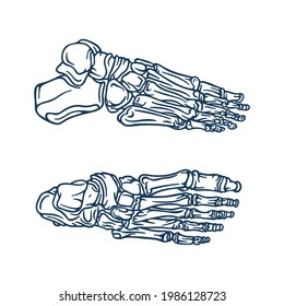Foot. Foot bones top and side hand drawn vector illustrations set. Part of human skeleton graphic.