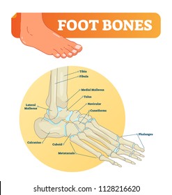 Foot bones vector illustration with labels. Medical diagram with tibia, fibula, malleous, talus and navicular. Educational scheme with labeled cuneiforms, cuboid, lateral, calcanius and phalanges.