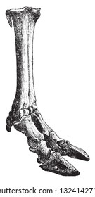 Foot of the cattle, vintage engraved illustration. From Deutch Vogel Teaching in Zoology.
