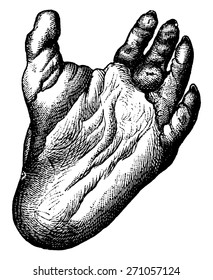 Foot gorilla, seen from below, vintage engraved illustration. La Vie dans la nature, 1890.