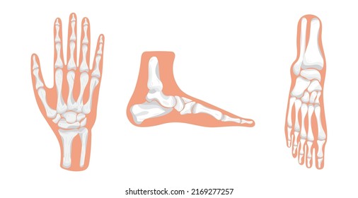 Foot and hand icon of radiography and x-ray concept vector on white background. Phalanges of hand and foot.