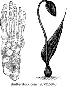 foot human ,bone structure of the foot, anatomy of the foot, tulip