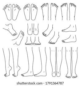 foot and leg, knee and toe, vector file set