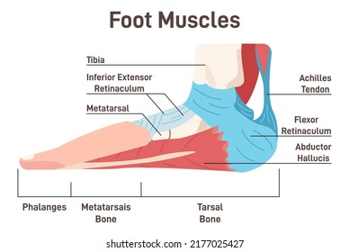 Foot muscles and tendons. Anatomy of leg and foot, human muscular system side view scheme with anatomical captions. Vector flat illustration
